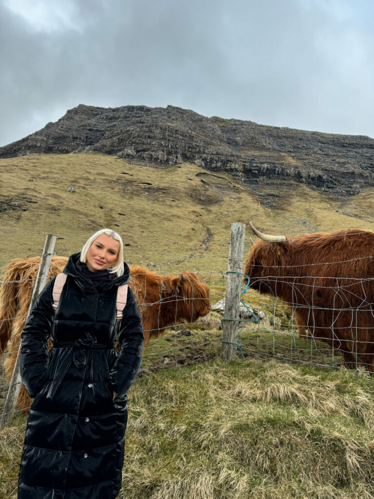 faroe cows