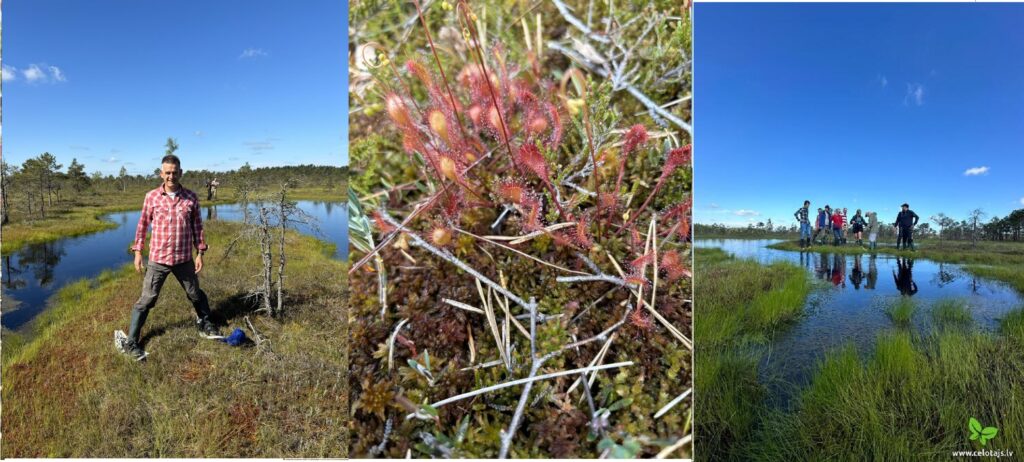 Bog Collage