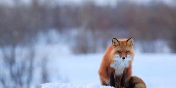 The Best Times of Year for Wildlife Photography