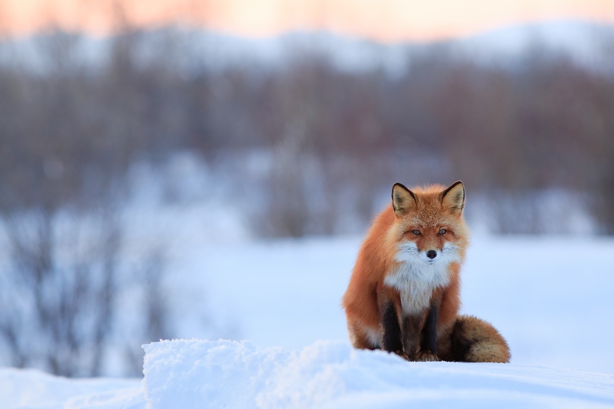 The Best Times of Year for Wildlife Photography