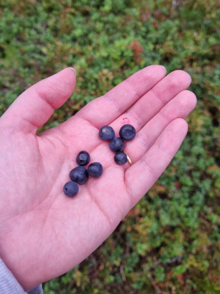 Foraging blueberries