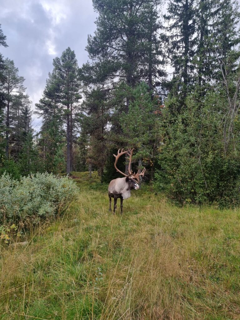 Local reindeer in Idre Fjäll